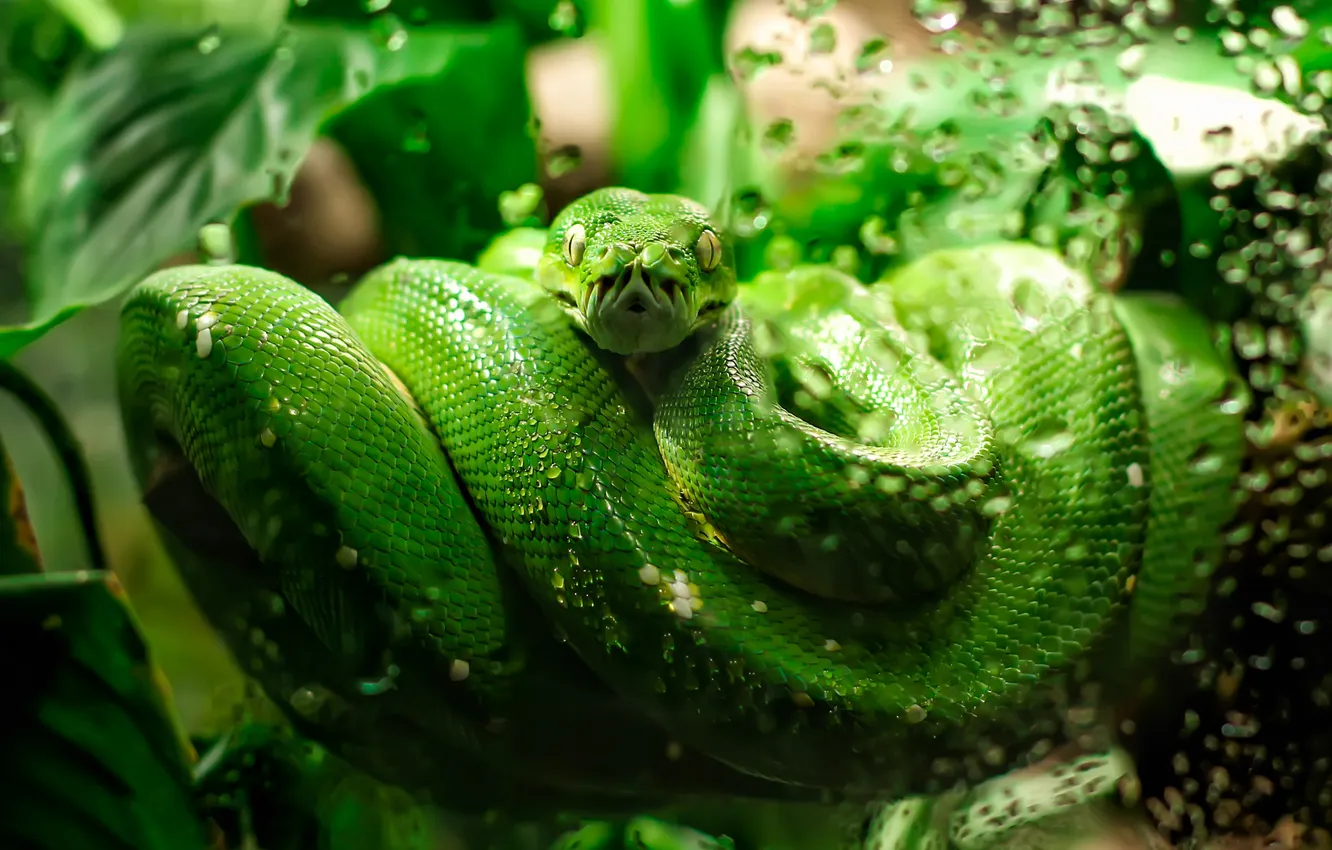 Photo wallpaper greens, leaves, drops, green, snake, Python