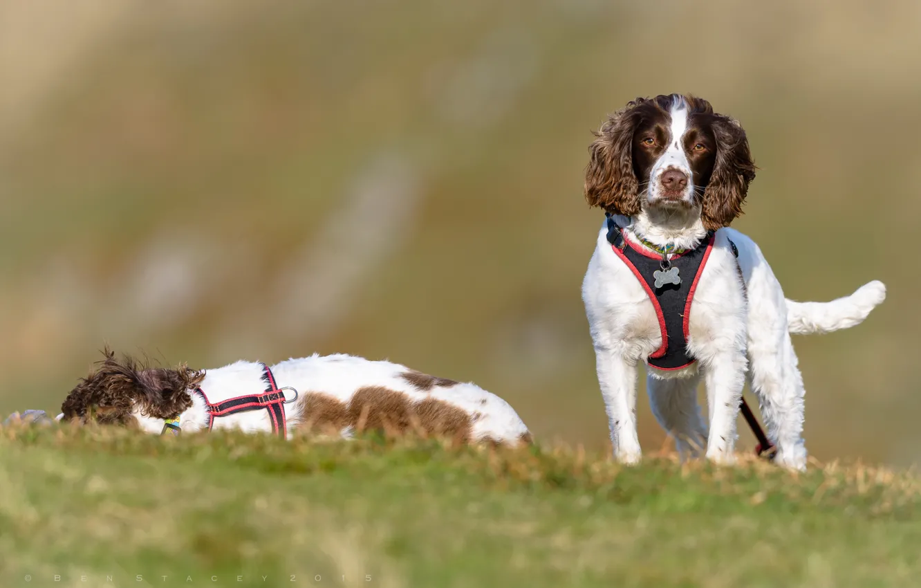 Photo wallpaper dog, Spaniel, English Springer Spaniel