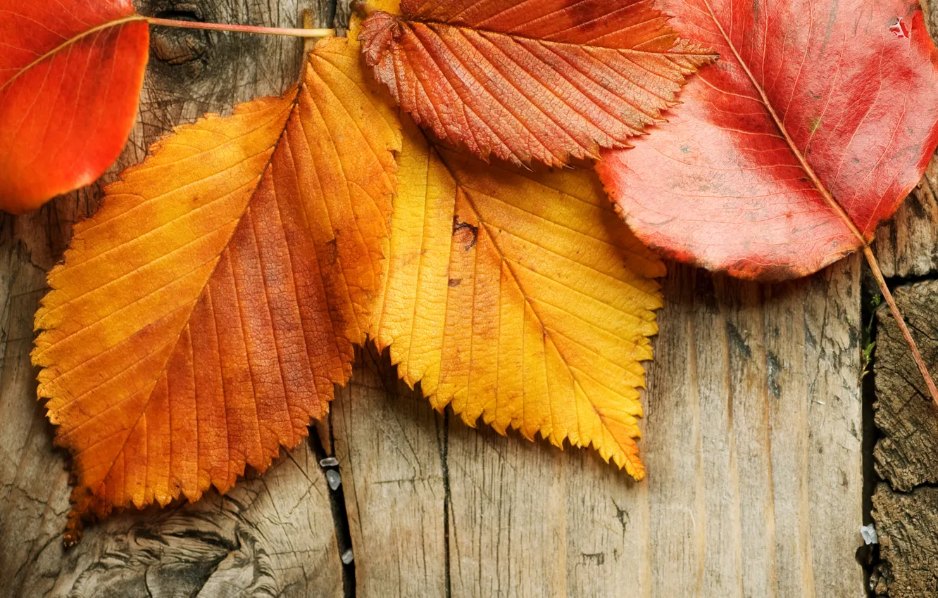 Photo wallpaper autumn, leaves, wood, autumn, leaves, fall