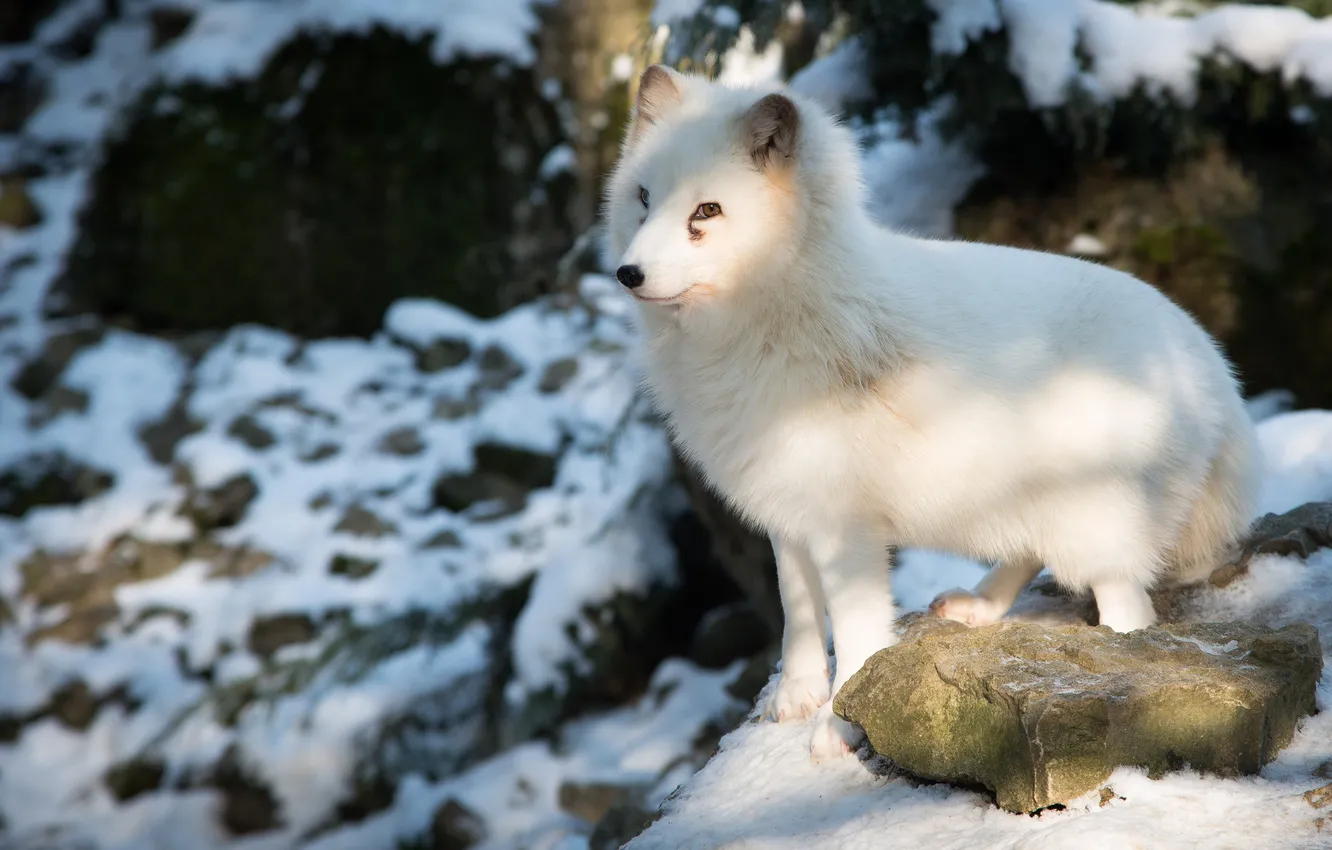 Photo wallpaper Fox, polar Fox, Arctic fox