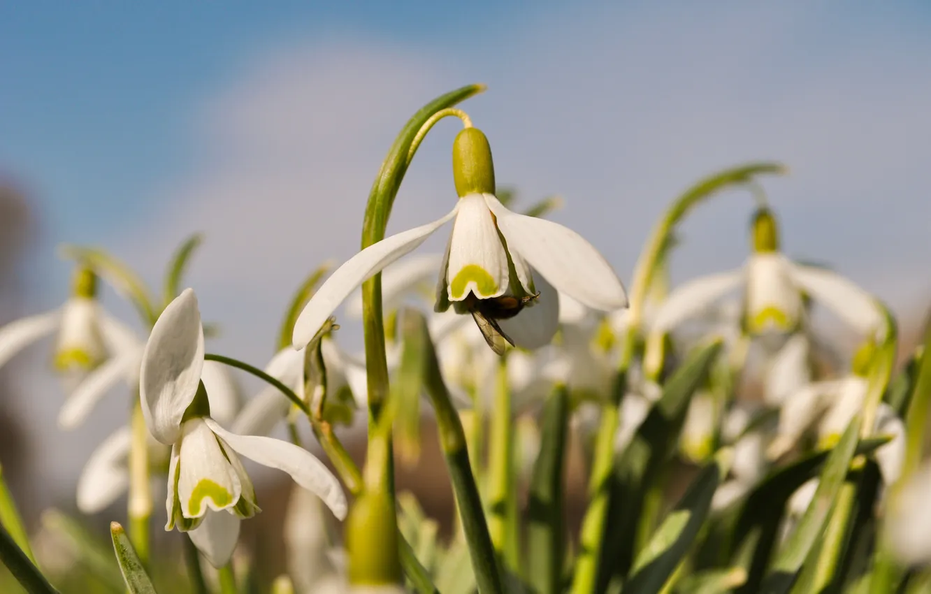 Photo wallpaper white, flowers, spring, insect