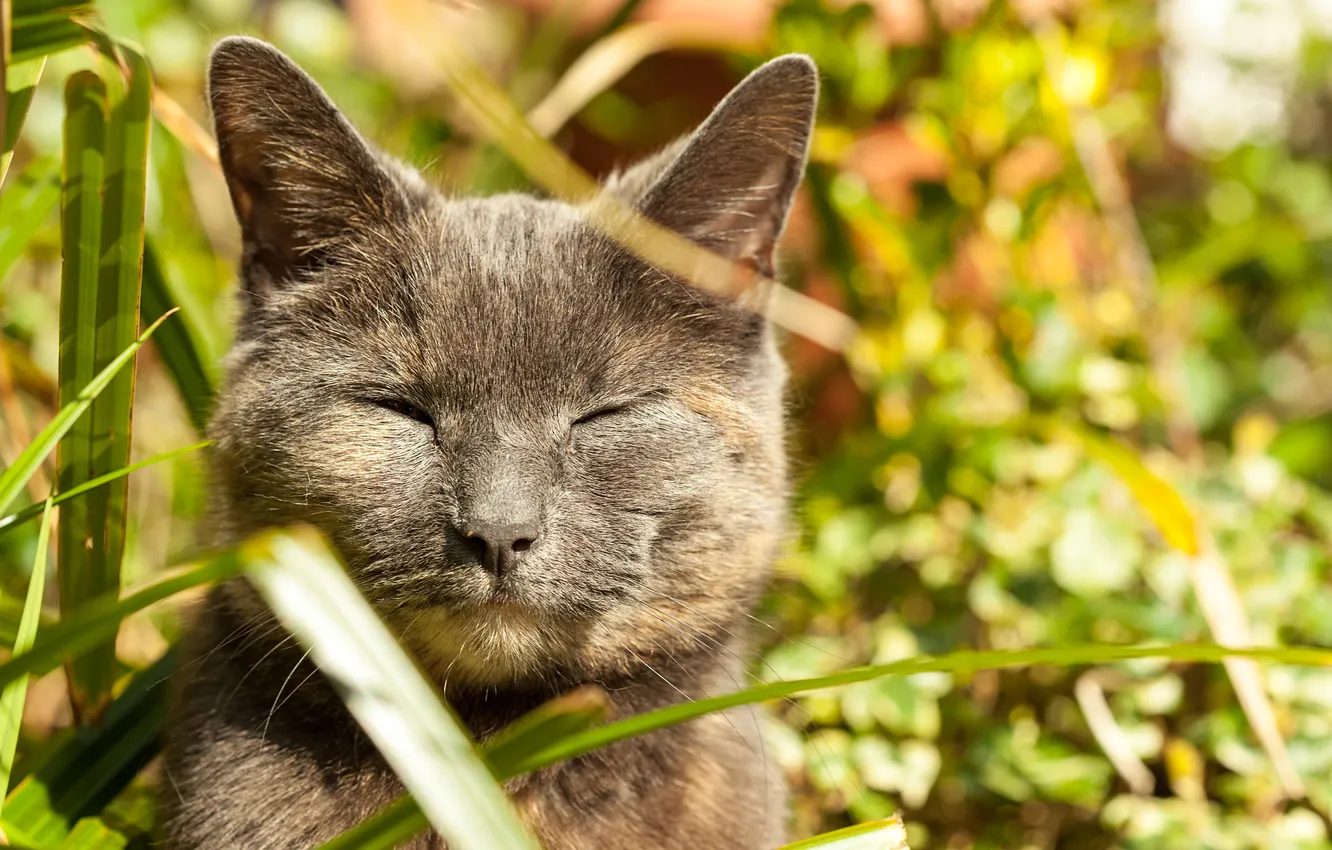 Photo wallpaper grass, cat, smoky