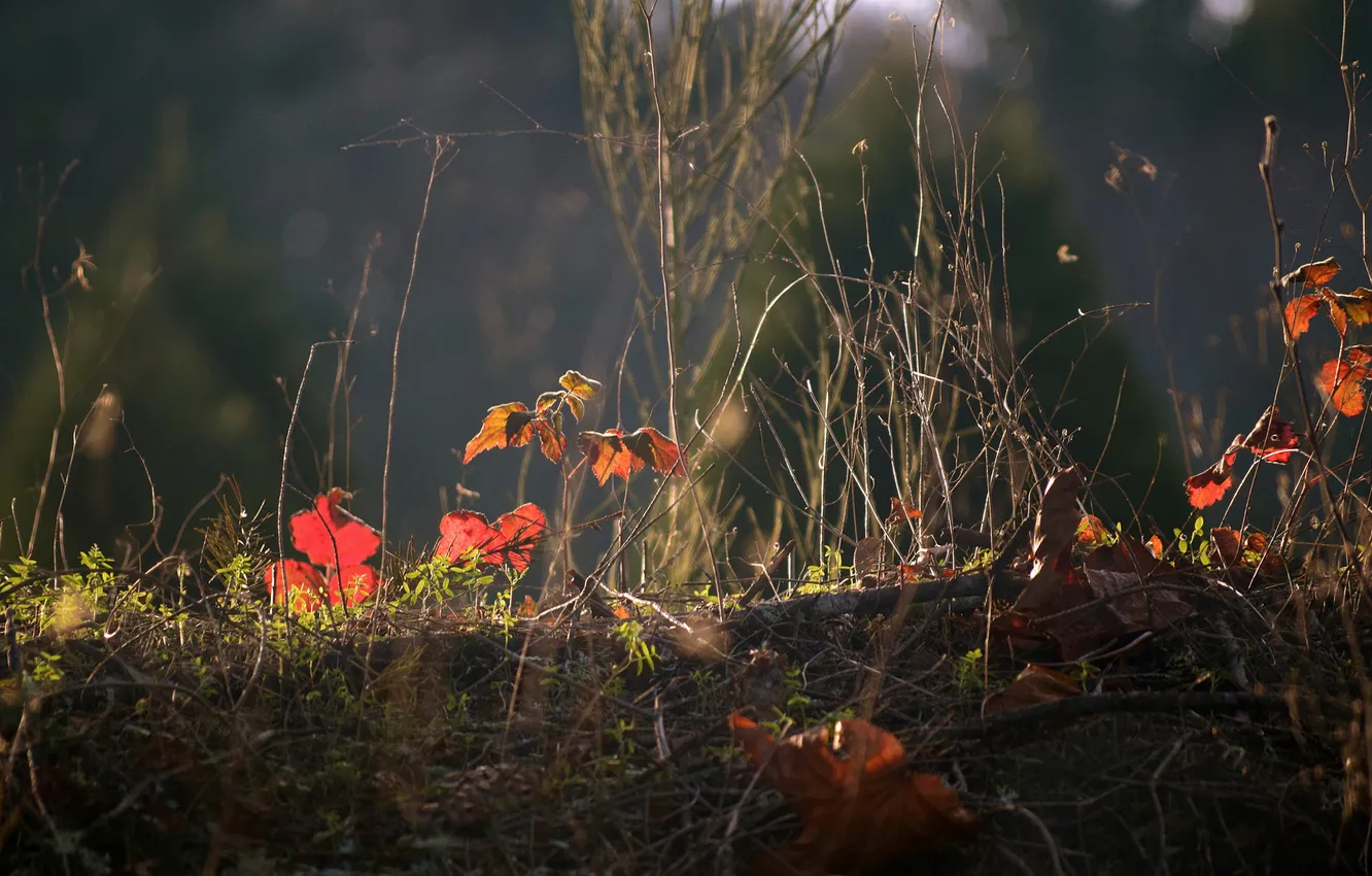 Photo wallpaper autumn, grass, leaves, plant