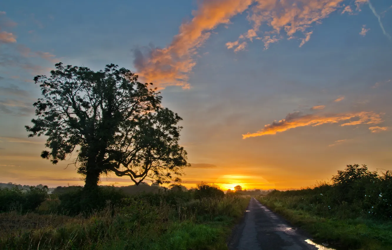 Photo wallpaper road, trees, landscape, sunset