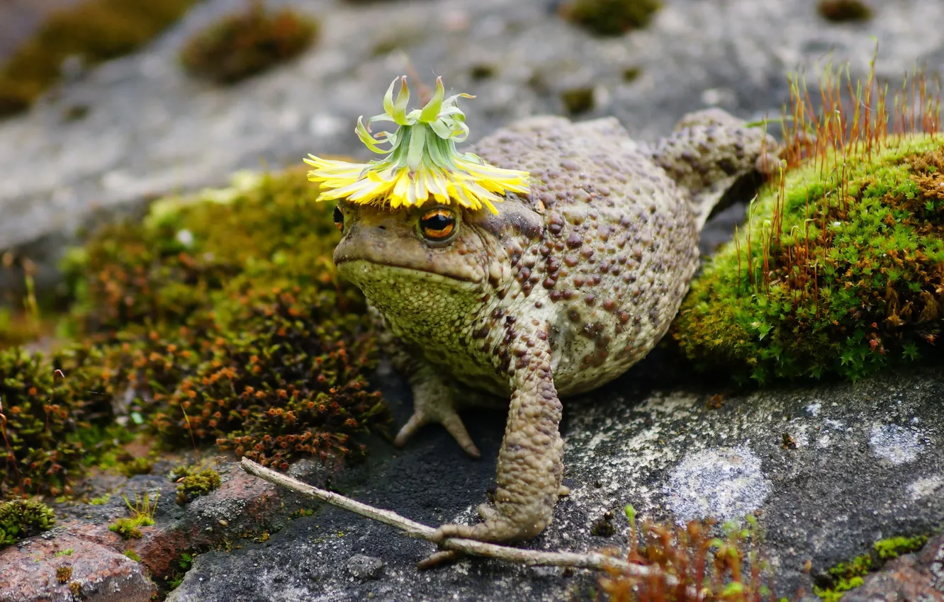 Photo wallpaper nature, humor, toad