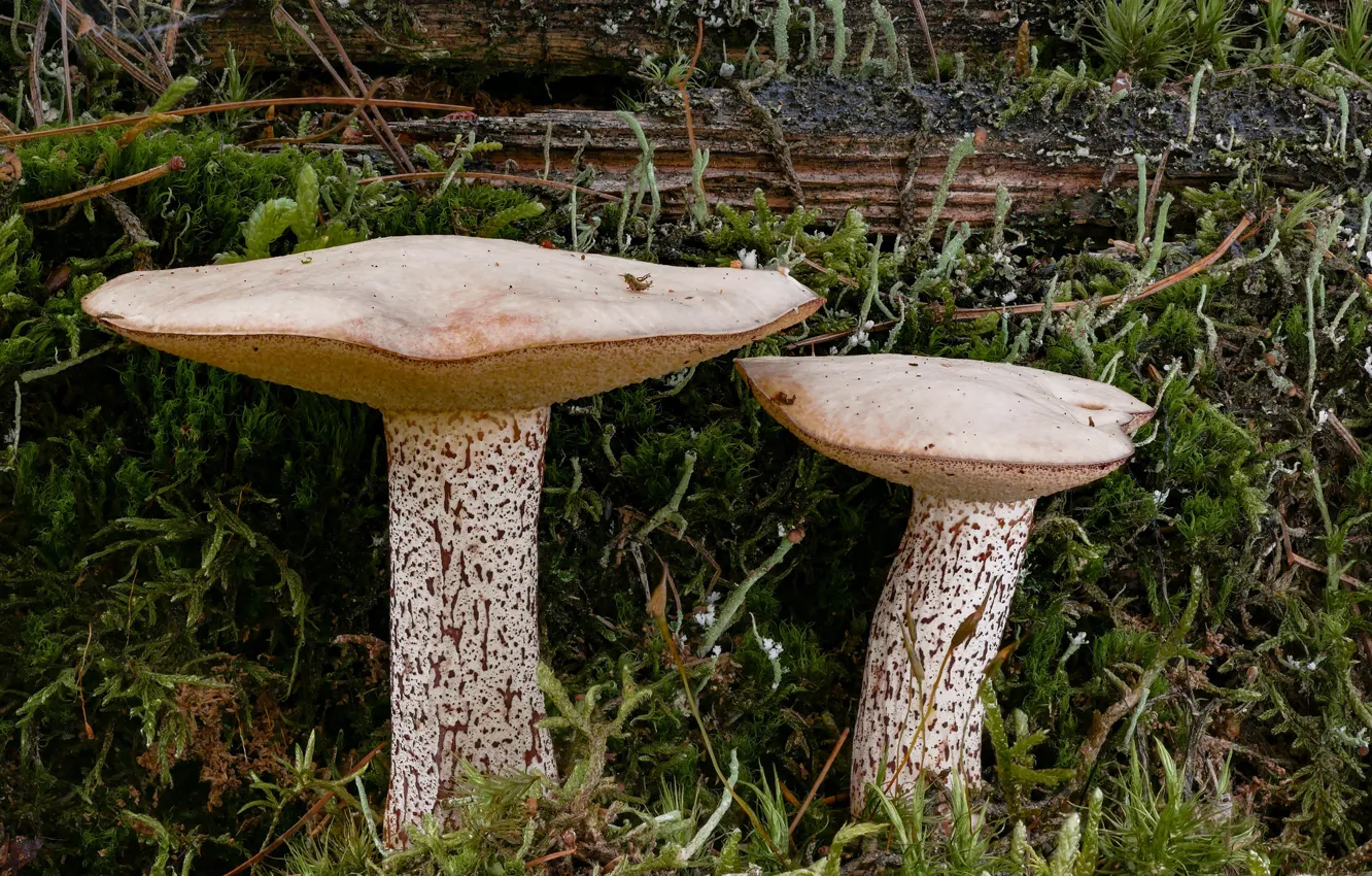 Photo wallpaper mushrooms, moss, Beat Buetikofer