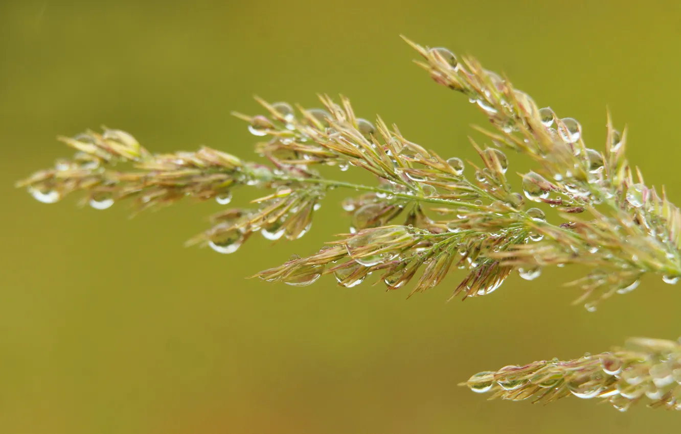 Photo wallpaper grass, drops, blades