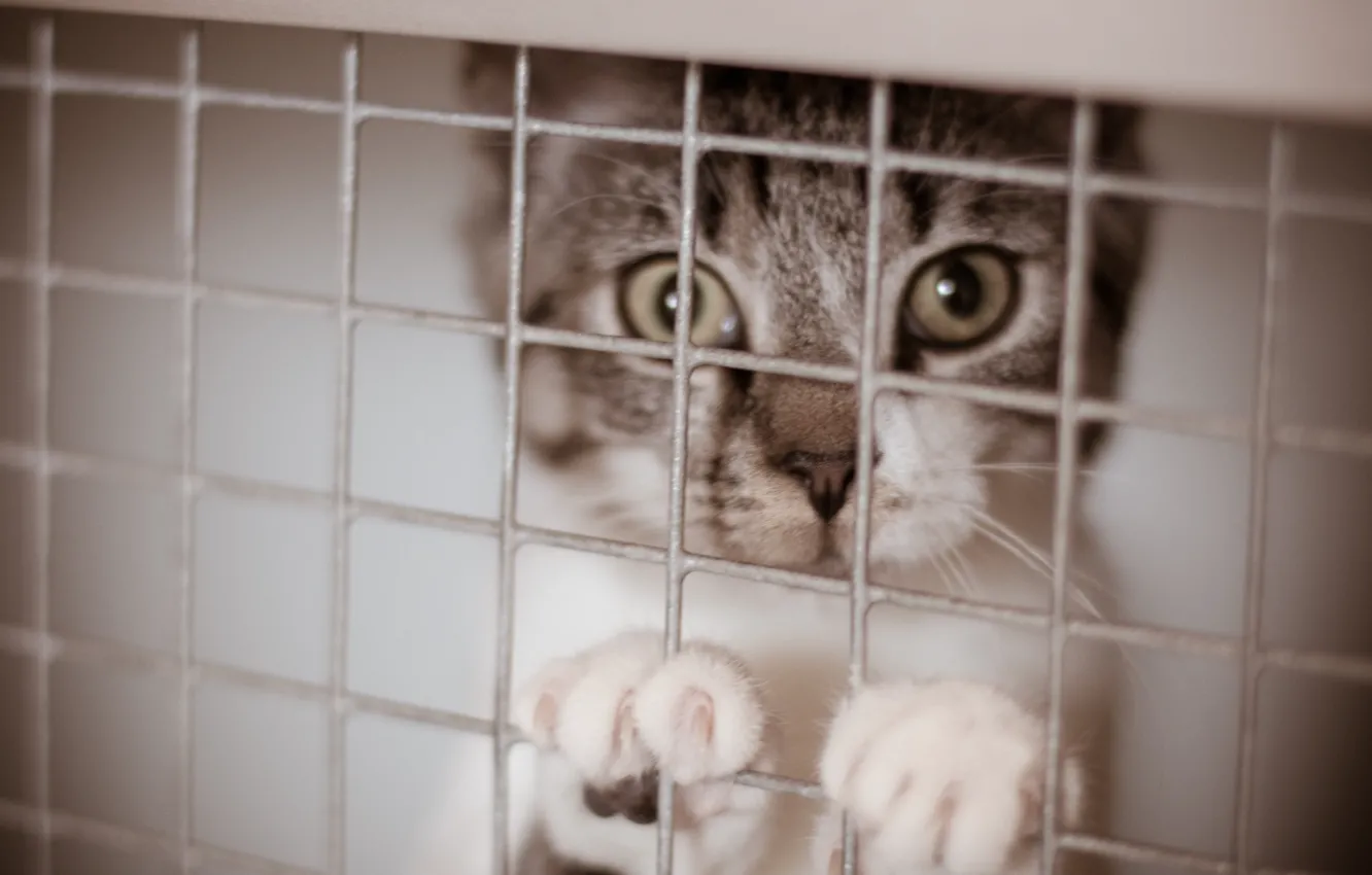 Photo wallpaper eyes, cat, animal, sweet, Gato, feline