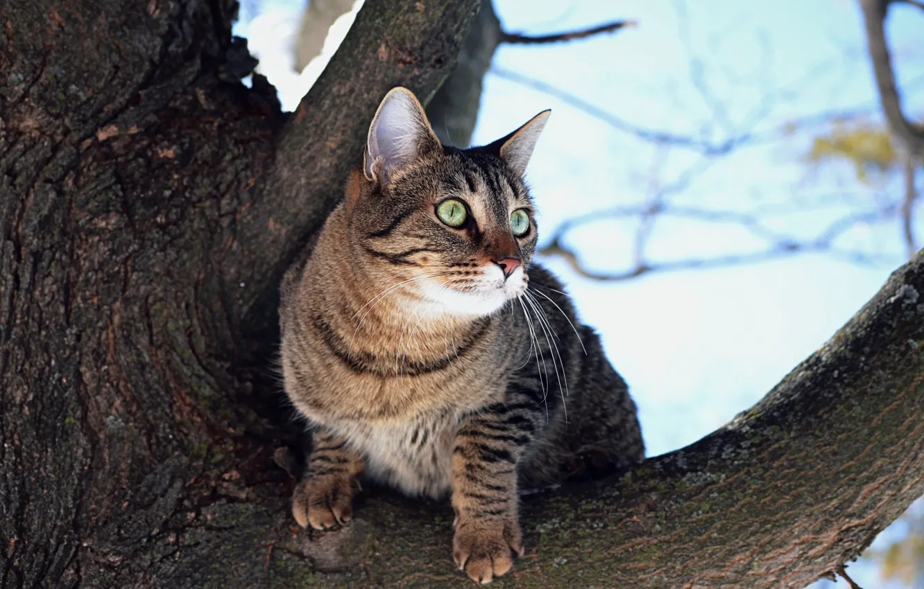 Photo wallpaper cat, trees, cat, tree