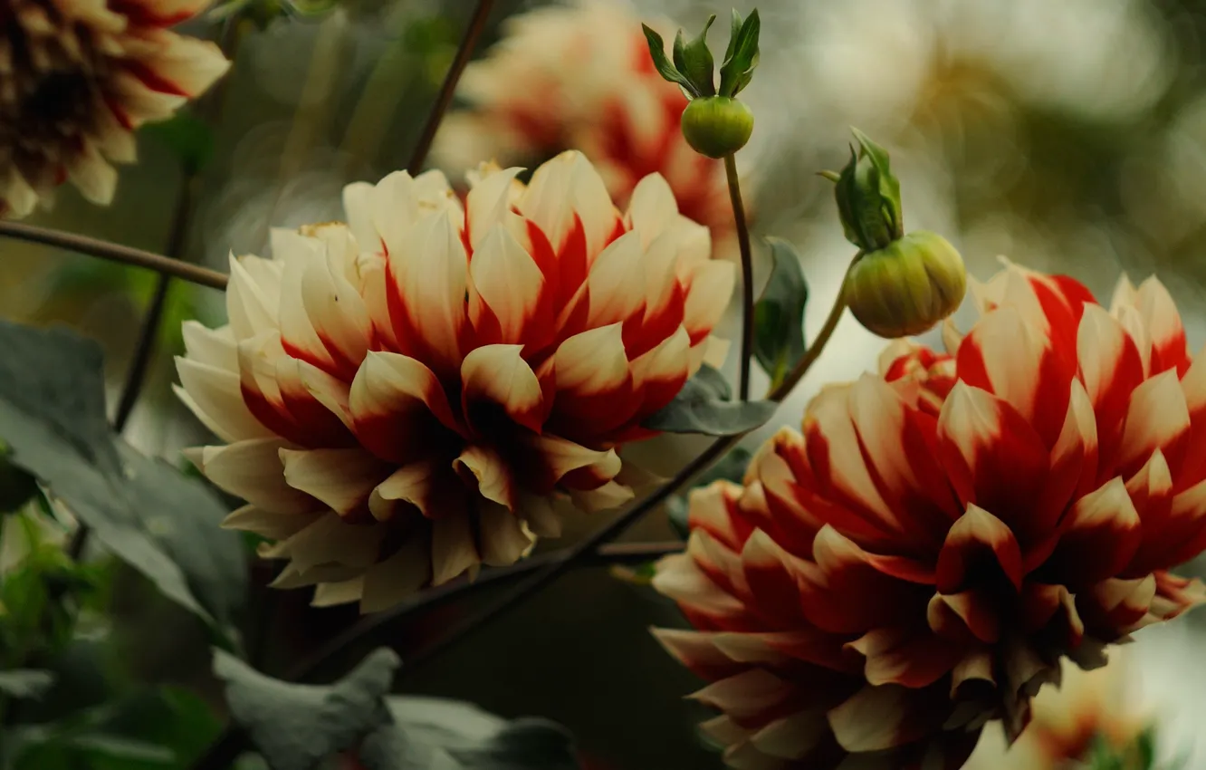 Photo wallpaper macro, flowers, red, bright, petals, garden, two-tone, dahlias