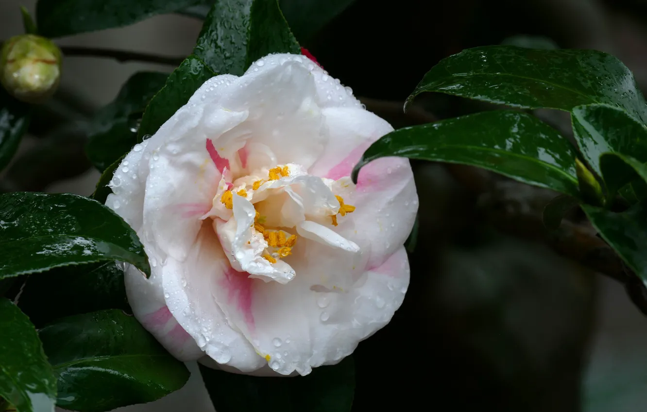 Photo wallpaper flowers, flowering, the bushes, Camellia