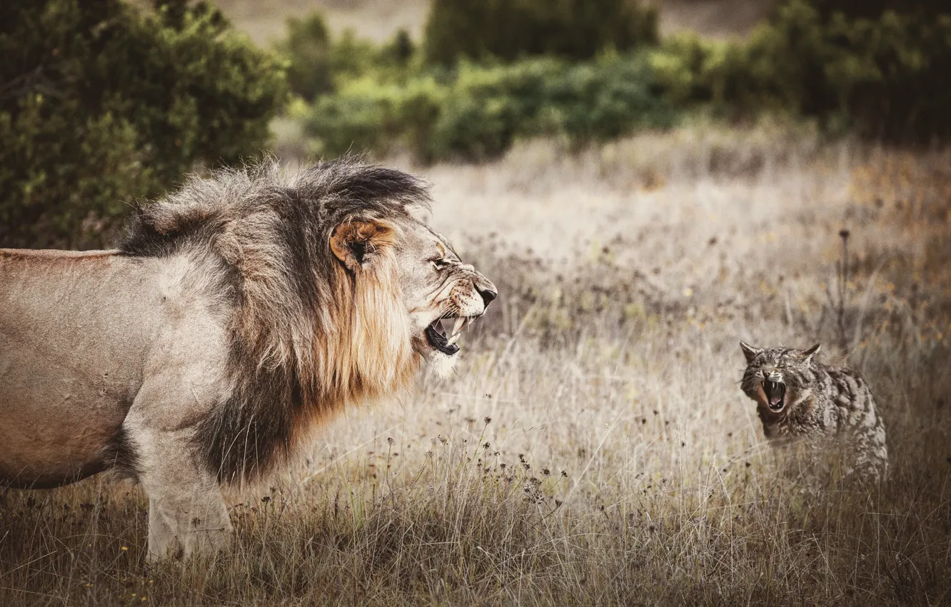 Photo wallpaper field, cat, nature, predators, the situation, treatment, the opposition, Leo