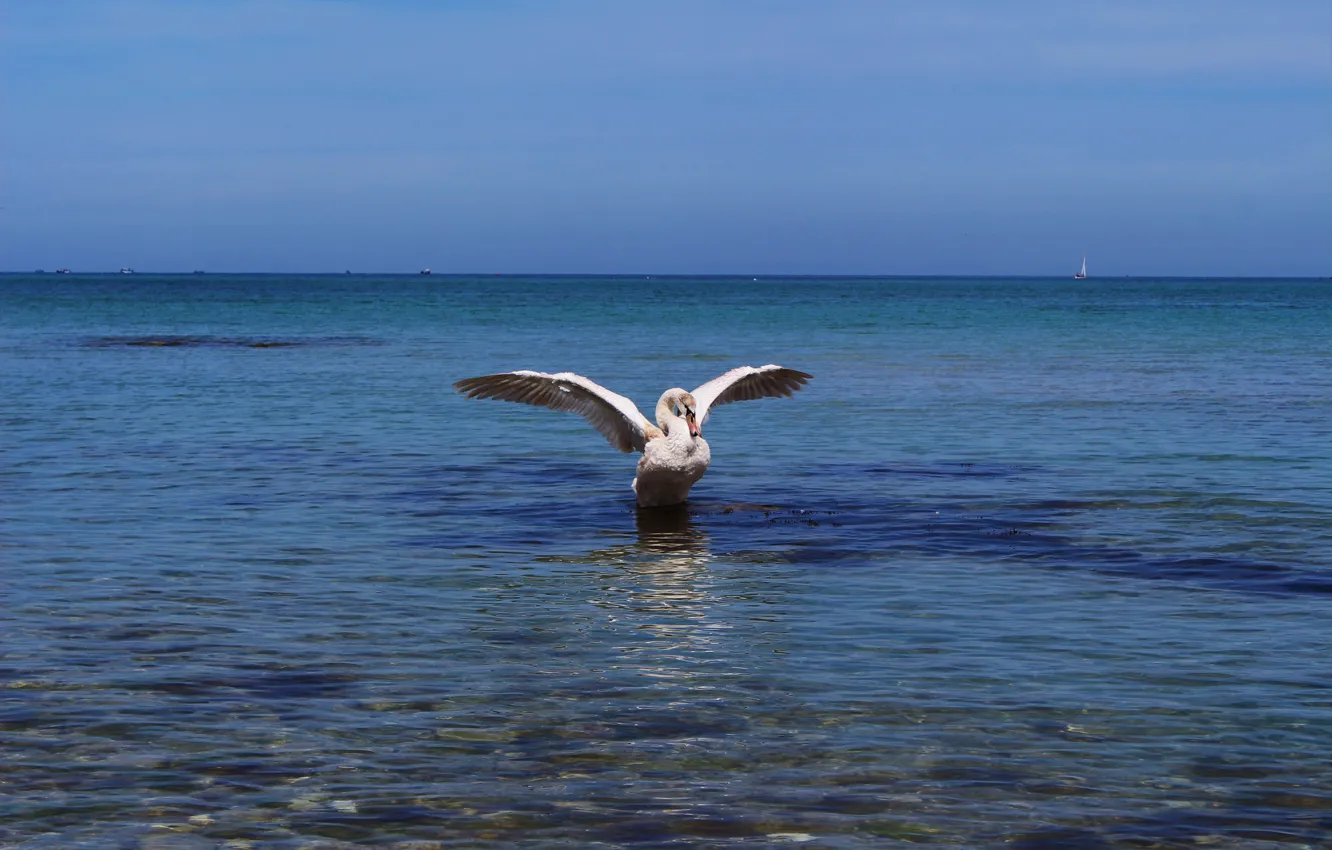 Photo wallpaper sea, beach, bird, wings, swans
