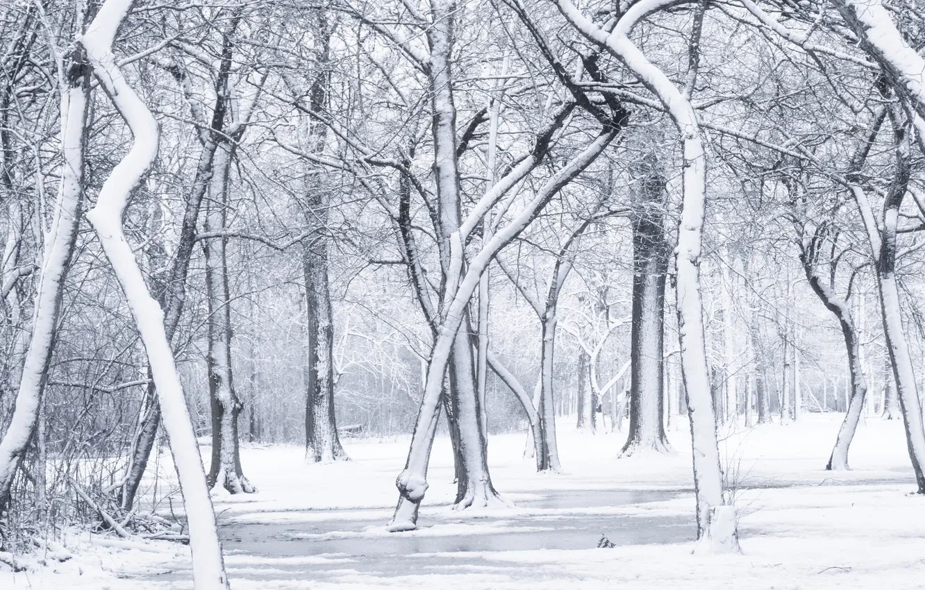Photo wallpaper forest, snow, trees, landscape