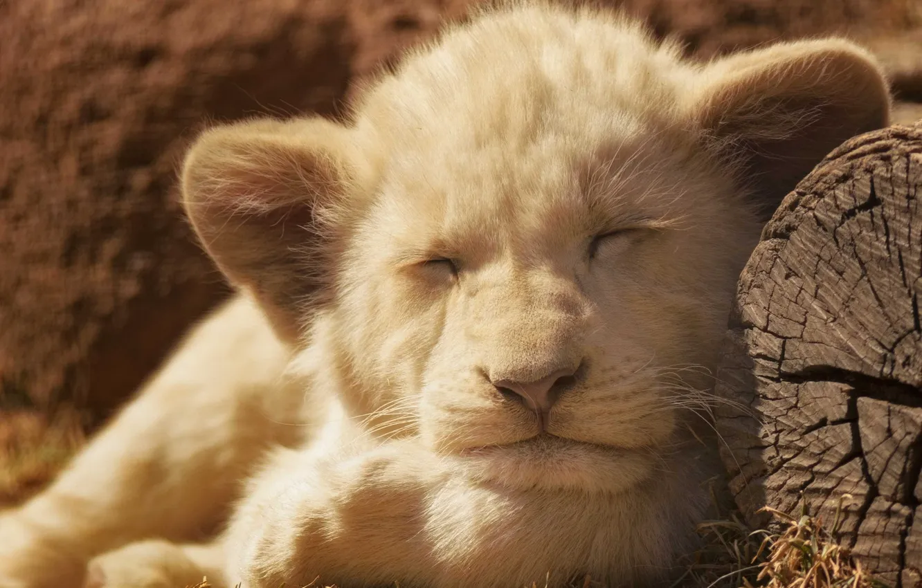Photo wallpaper Leo, sleeping, lion