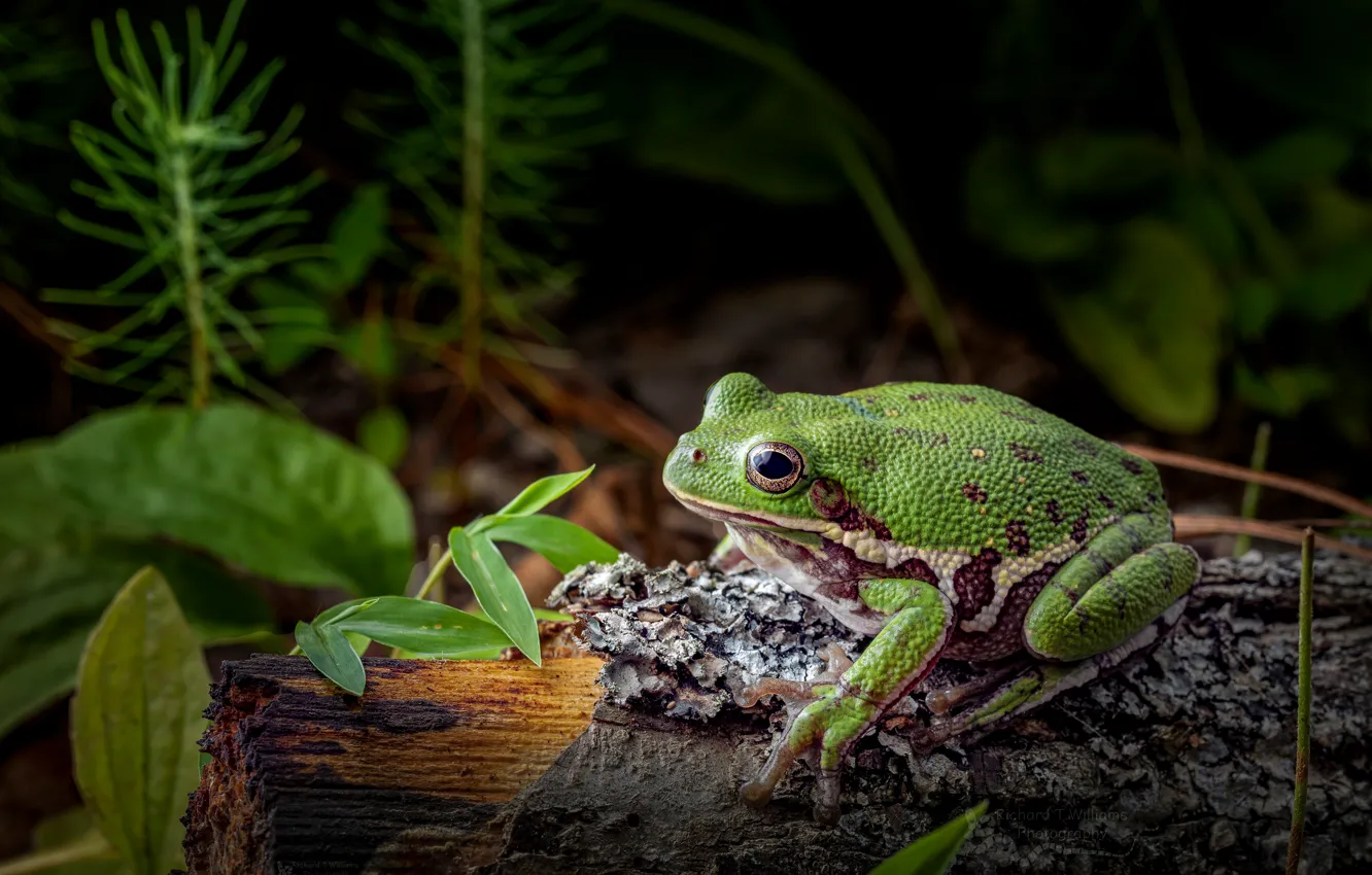 Photo wallpaper macro, green, the dark background, vegetation, frog, log, black background