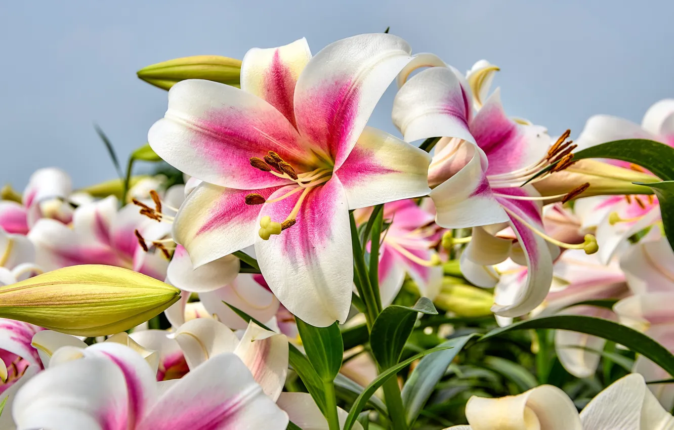 Photo wallpaper flowers, buds, flowering, Lily