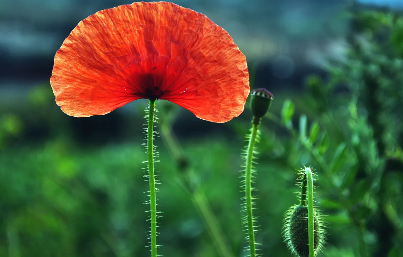 Photo wallpaper nature, Mac, petals