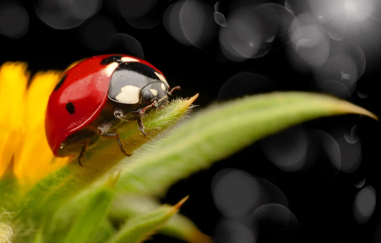 Photo wallpaper macro, leaf, ladybug, insect