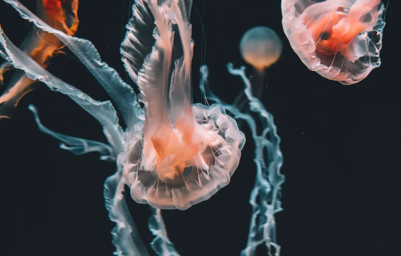 Photo wallpaper water, Medusa, jellyfish, tentacles, under water