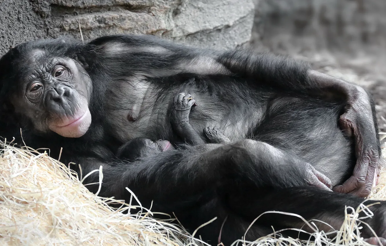 Photo wallpaper nature, tenderness, monkey