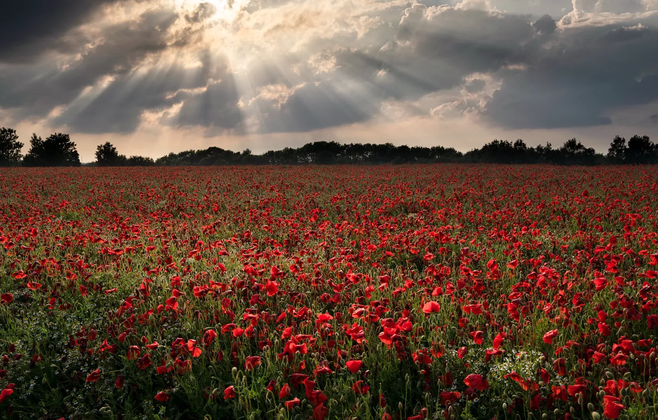 Photo wallpaper field, summer, Maki