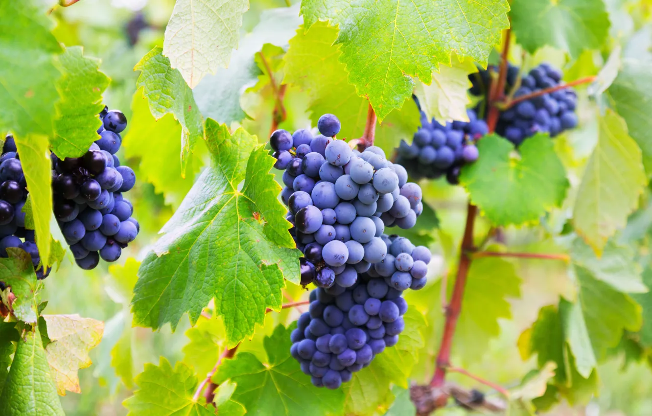 Photo wallpaper leaves, branches, nature, grapes, bunch, the bushes