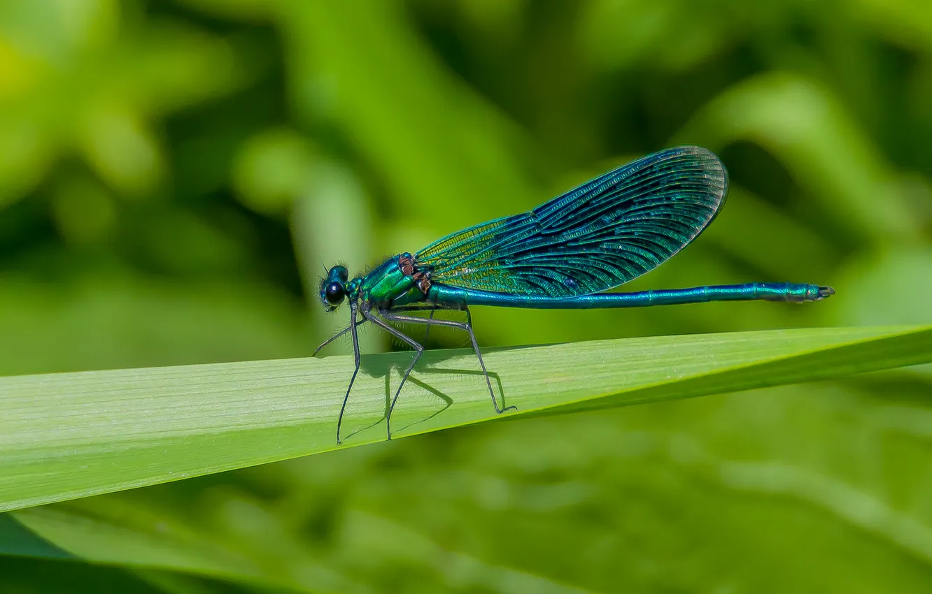 Photo wallpaper summer, macro, nature, dragonfly