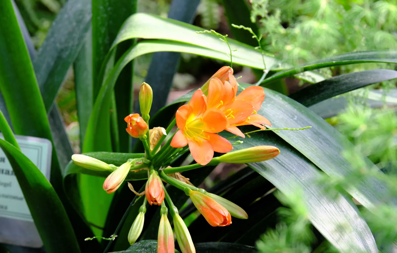 Photo wallpaper flowers, orange, nature, beauty