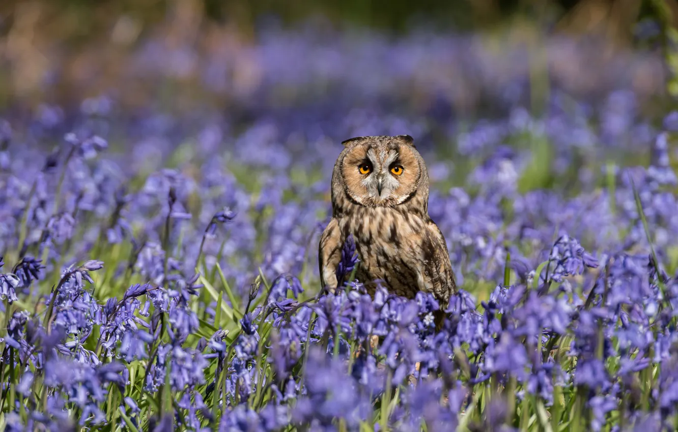 Photo wallpaper light, flowers, owl, bird, glade, spring, bells, lilac