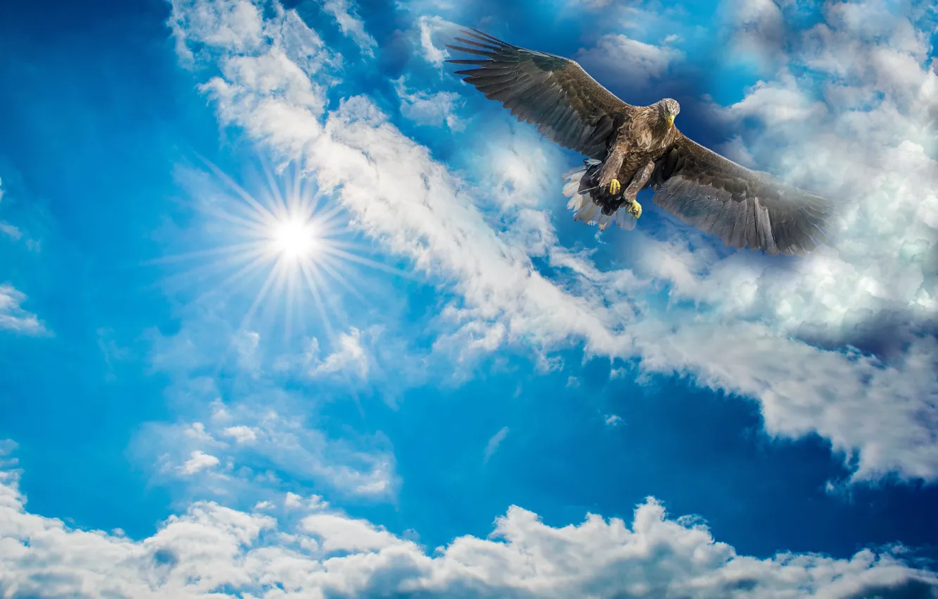 Photo wallpaper the sky, the sun, clouds, rendering, bird, eagle, wingspan