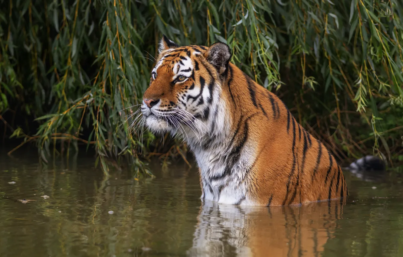 Photo wallpaper look, face, leaves, water, branches, tiger, bathing, pond