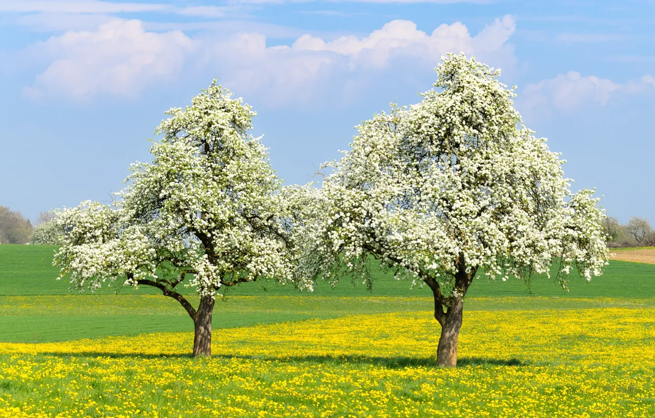 Photo wallpaper trees, mood, spring, flowering
