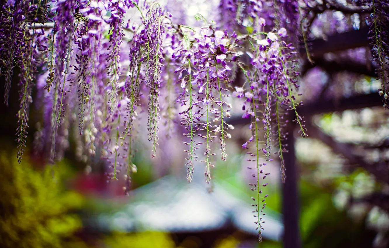 Photo wallpaper flowers, blur, spring, flowering, lilac, bokeh, inflorescence, Wisteria