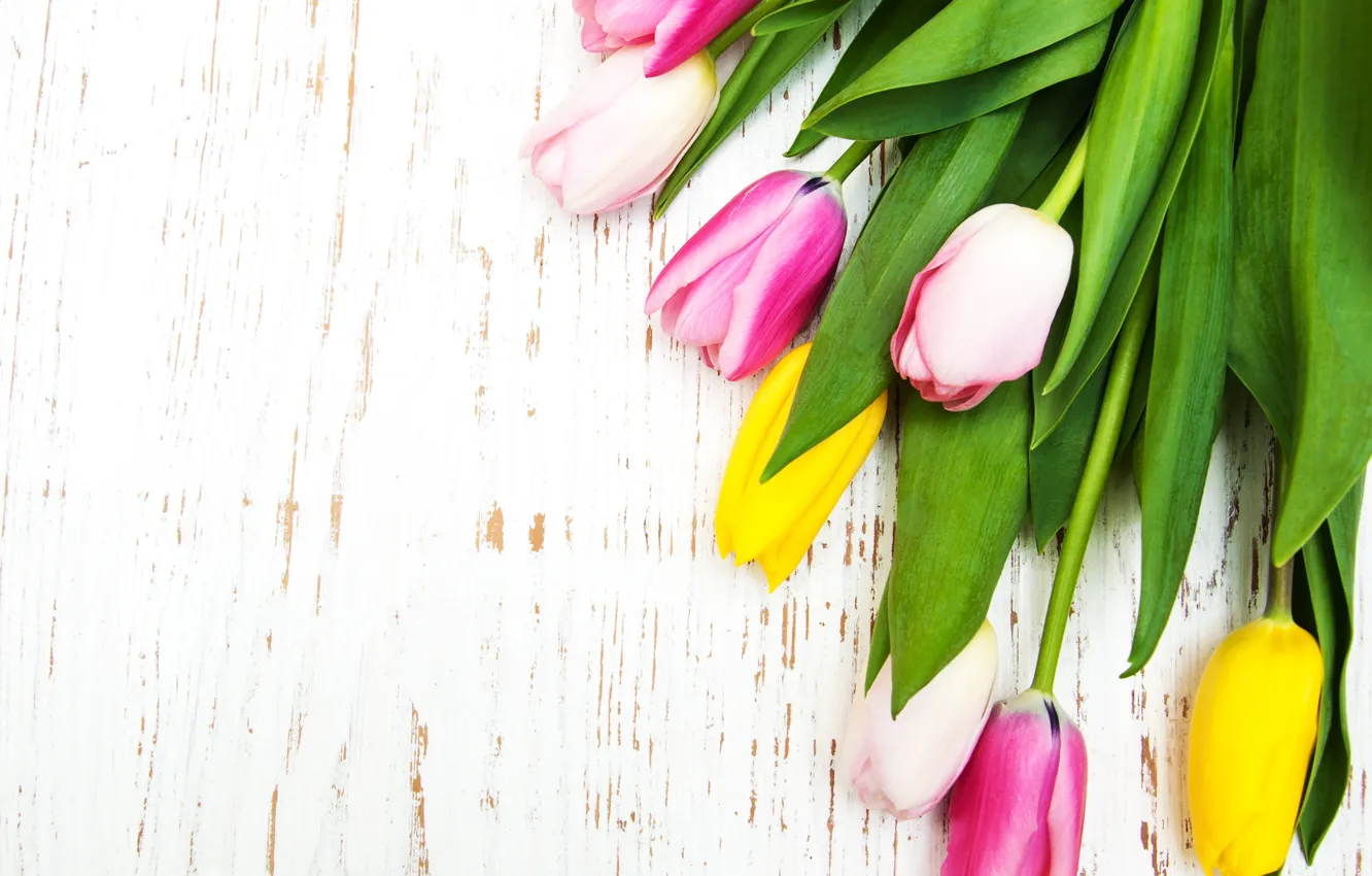 Photo wallpaper yellow, tulips, pink, buds, Olena Rudo
