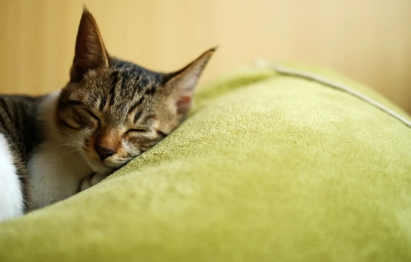 Photo wallpaper cat, face, sleep, sleeping