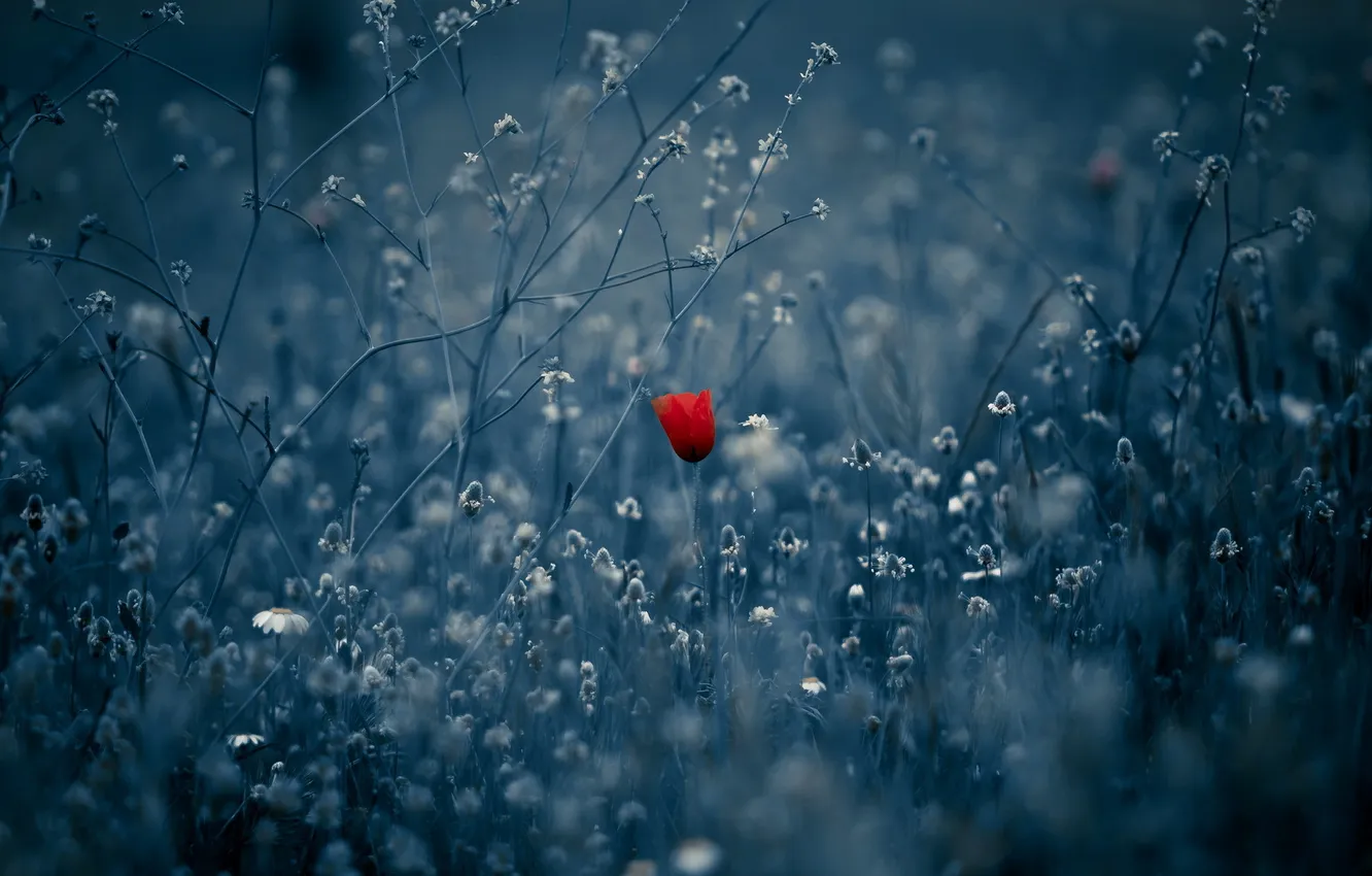 Photo wallpaper field, nature, Mac