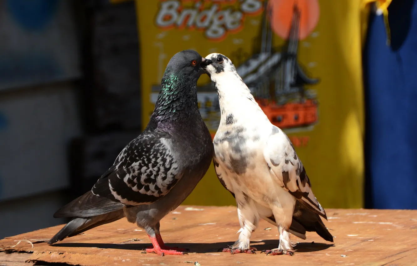 Photo wallpaper summer, nature, bird, pair, pigeons