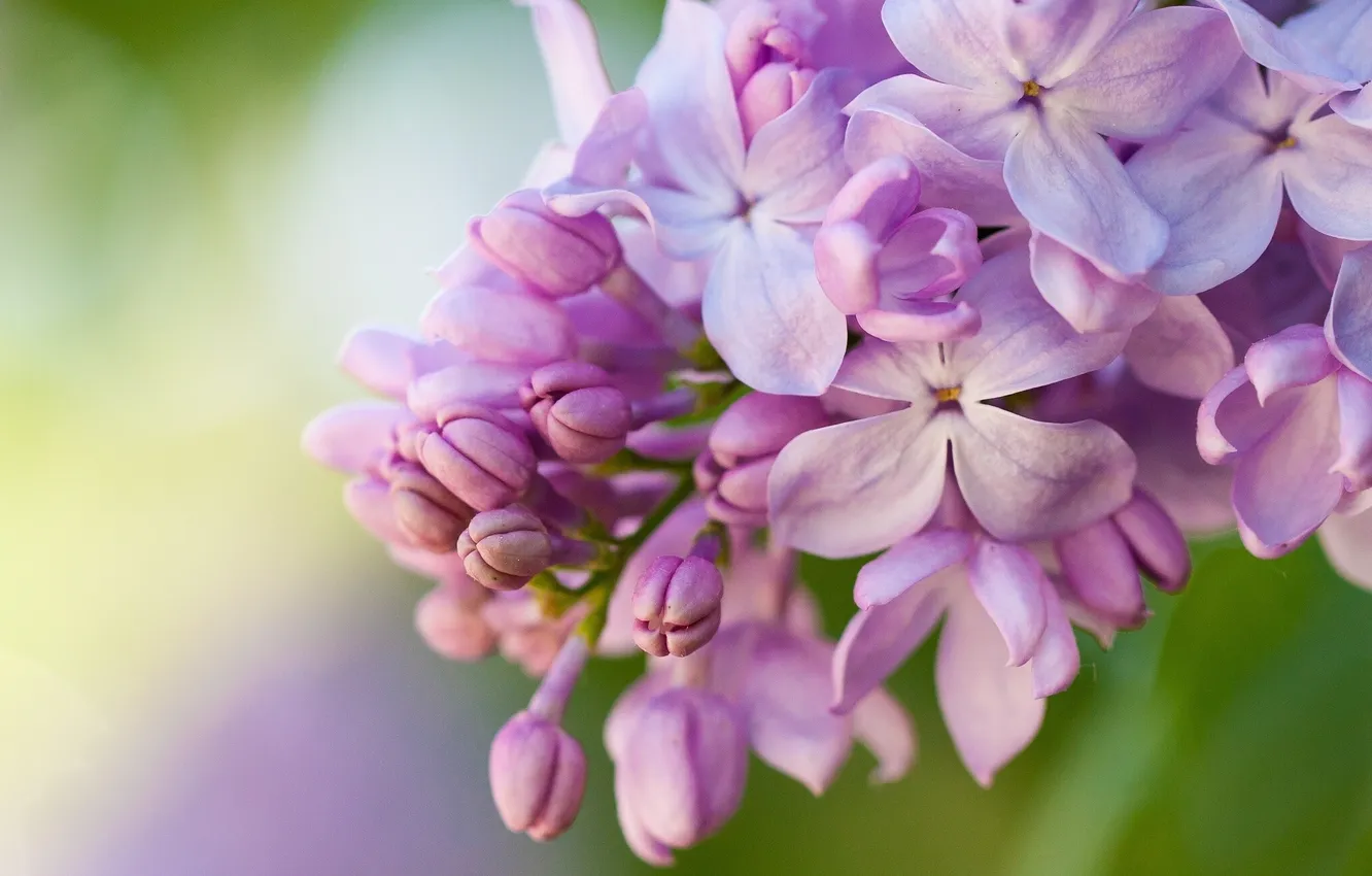Photo wallpaper macro, lilac, inflorescence