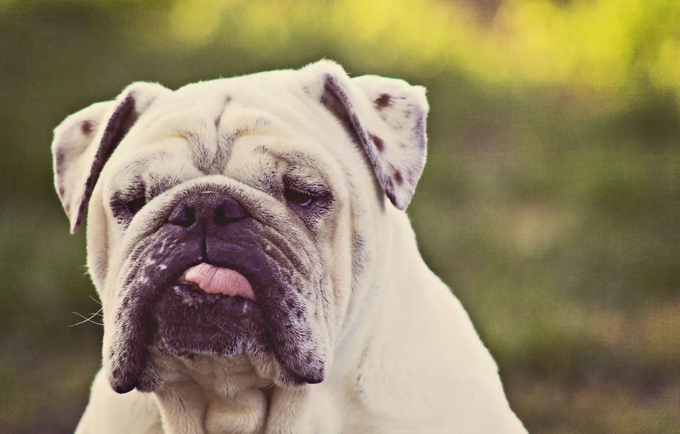 Photo wallpaper background, each, dog