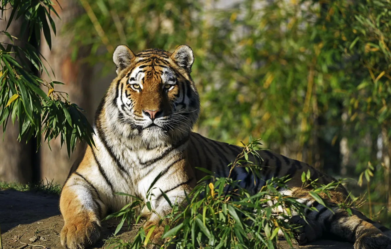 Photo wallpaper cat, look, branches, tiger, Amur