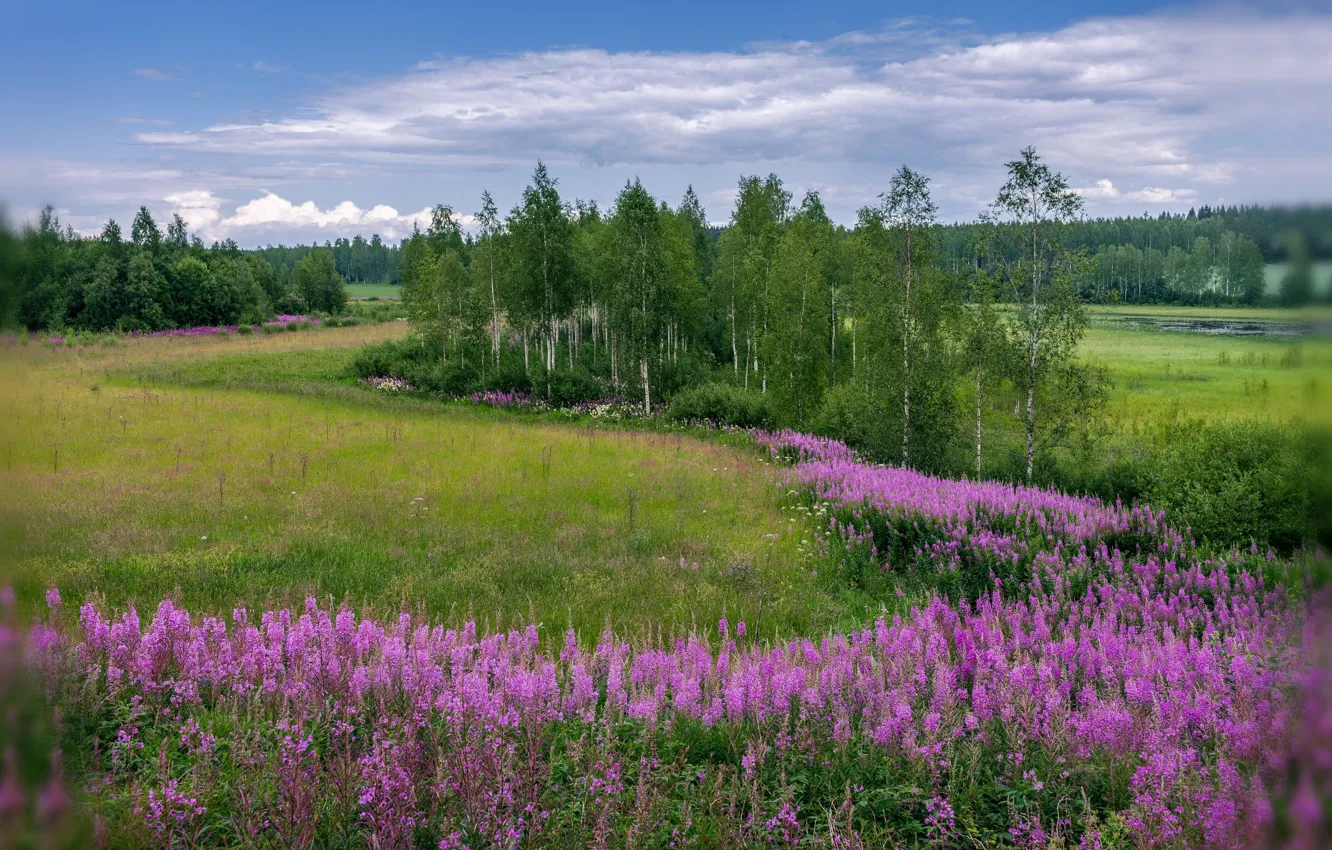 Photo wallpaper summer, flowers, meadow, birch, Evalds Kivlenieks
