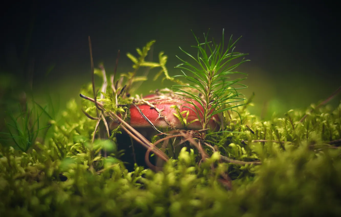 Photo wallpaper needles, mushrooms, needles