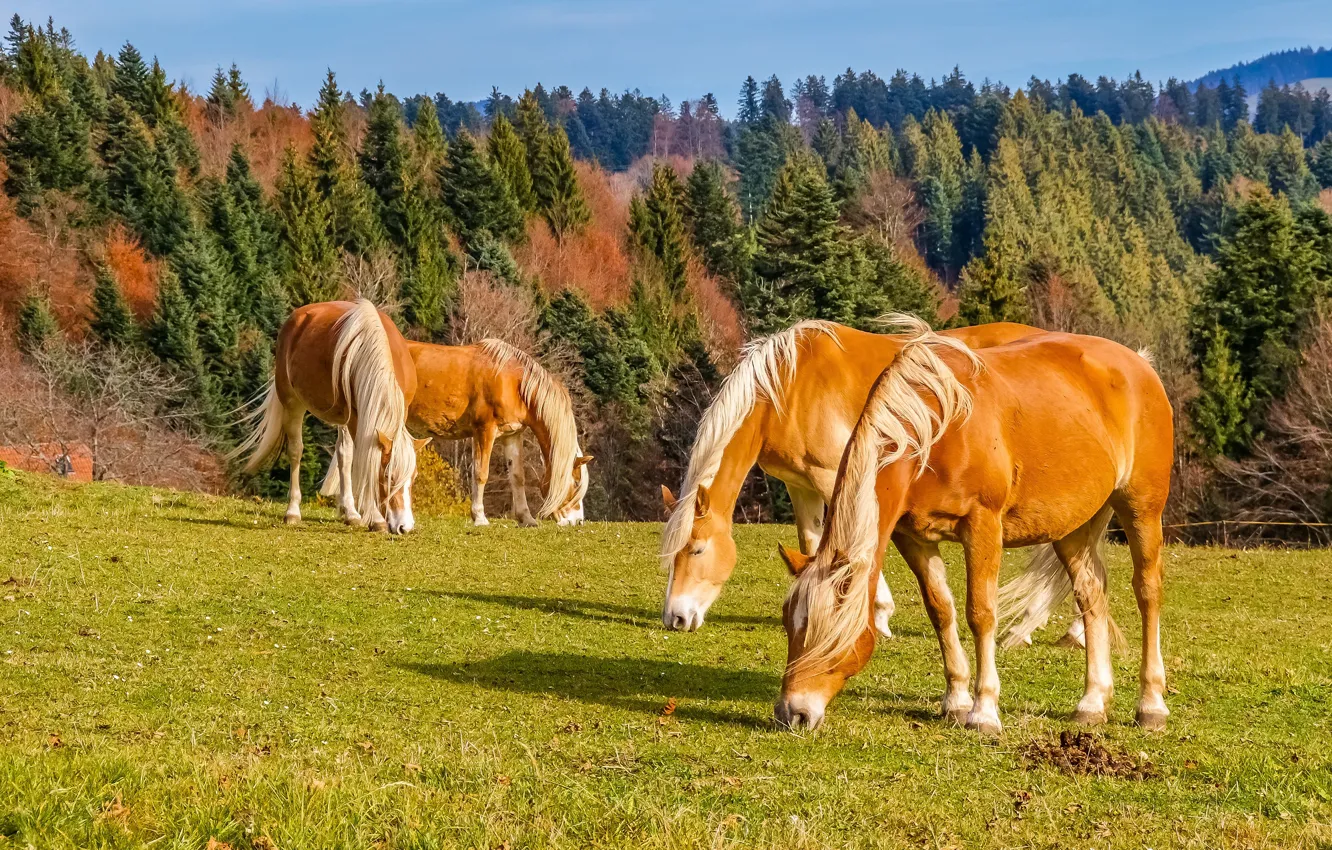 Photo wallpaper forest, horse, horse, pasture, red, grazing