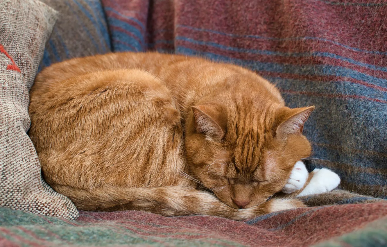 Photo wallpaper cat, sleeping, red
