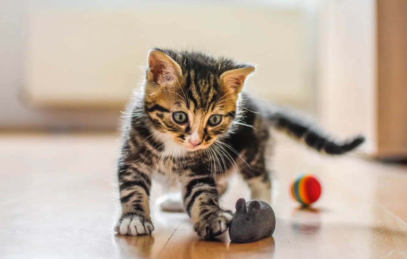 Photo wallpaper cat, look, balls, grey, background, room, toy, the game