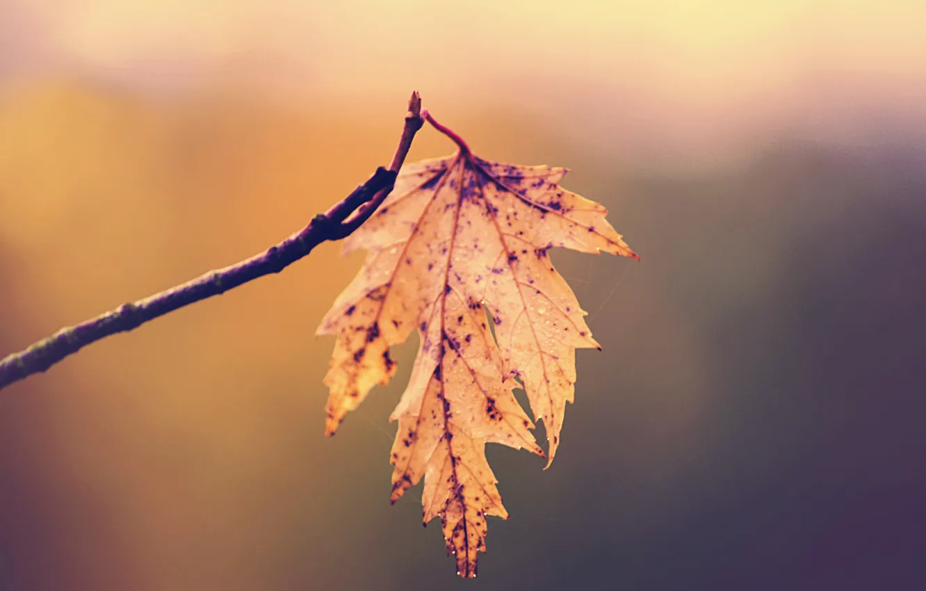 Photo wallpaper autumn, leaf, branch, fall