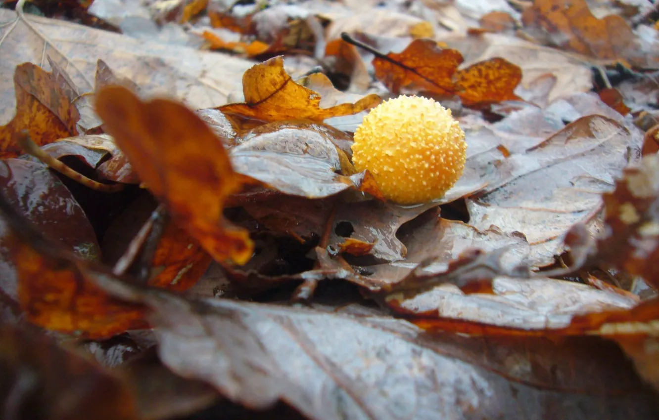 Photo wallpaper forest, leaves, rain