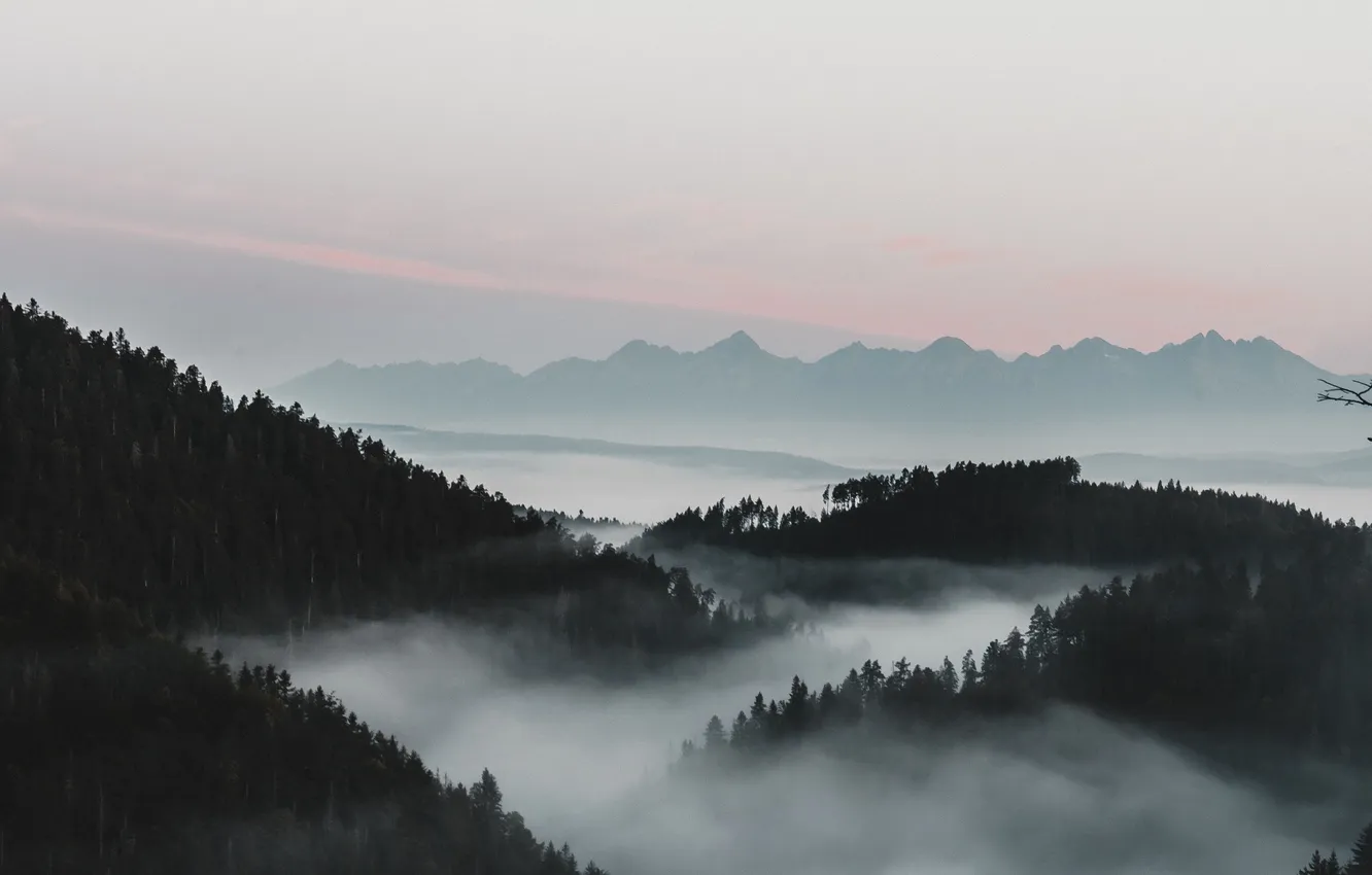Photo wallpaper forest, the sky, landscape, mountains, nature, fog, dawn, horizon