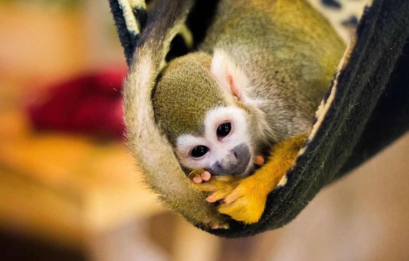 Photo wallpaper look, yellow, pose, background, monkey, hammock, tail, plaid